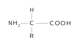 アミノ酸の構造式