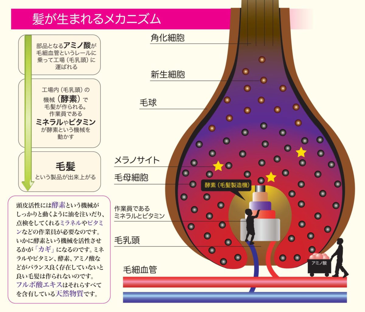 髪が生まれるメカニズム図解説明