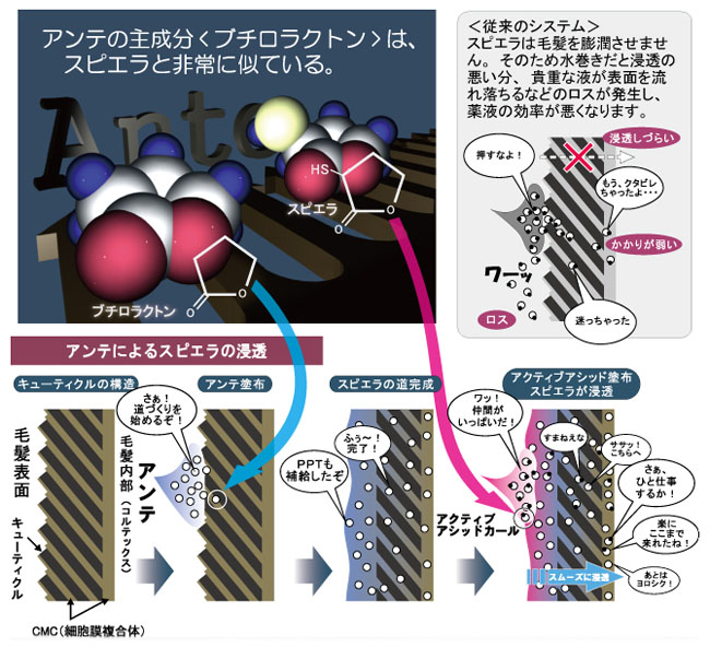 アクティブアシッド アンテ