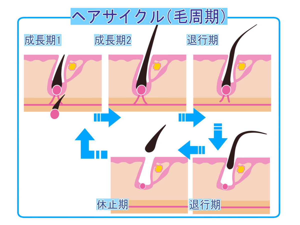 毛髪サイクル