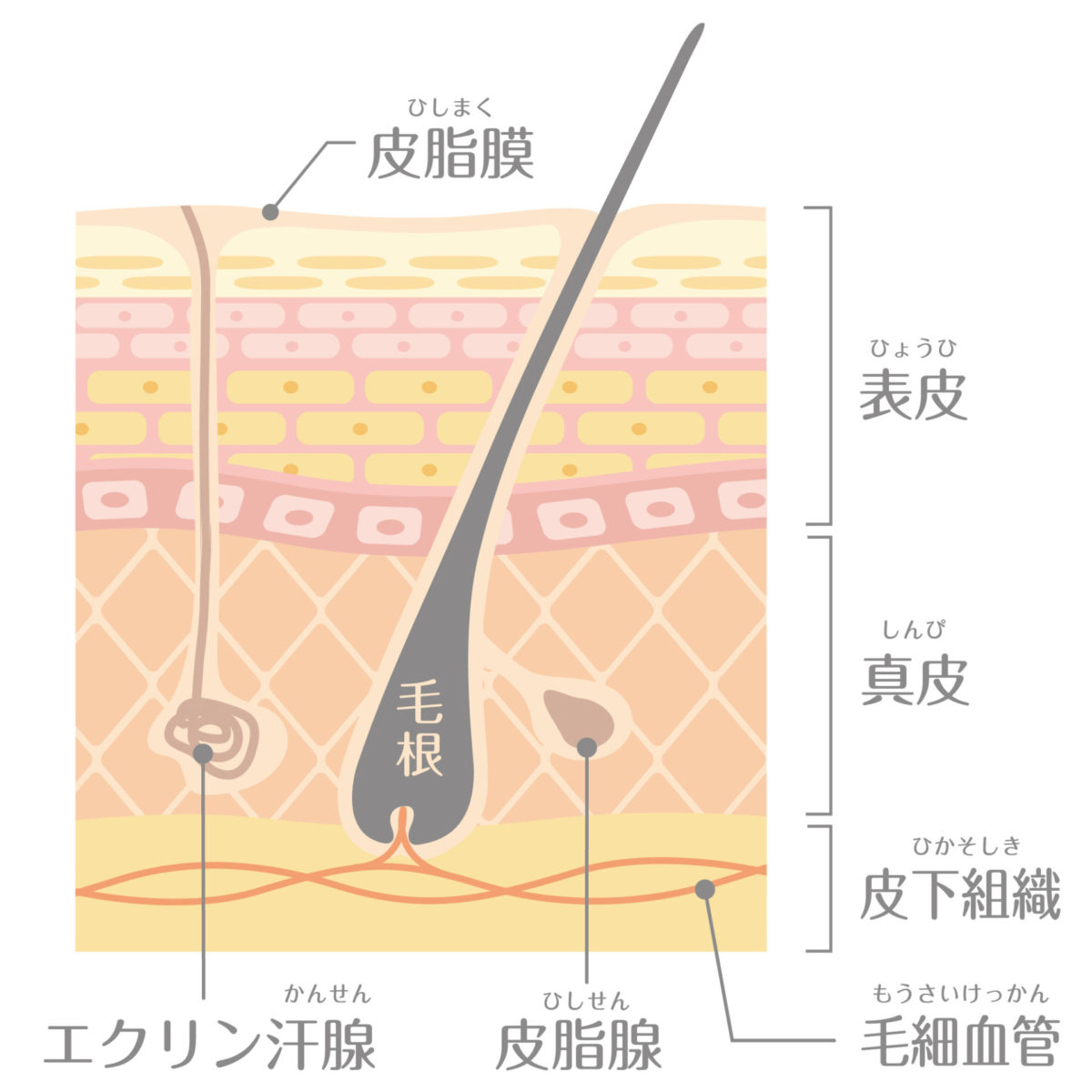 皮膚表面構造