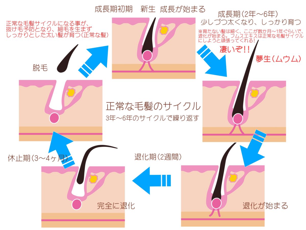 ムウム 毛髪のサイクル.