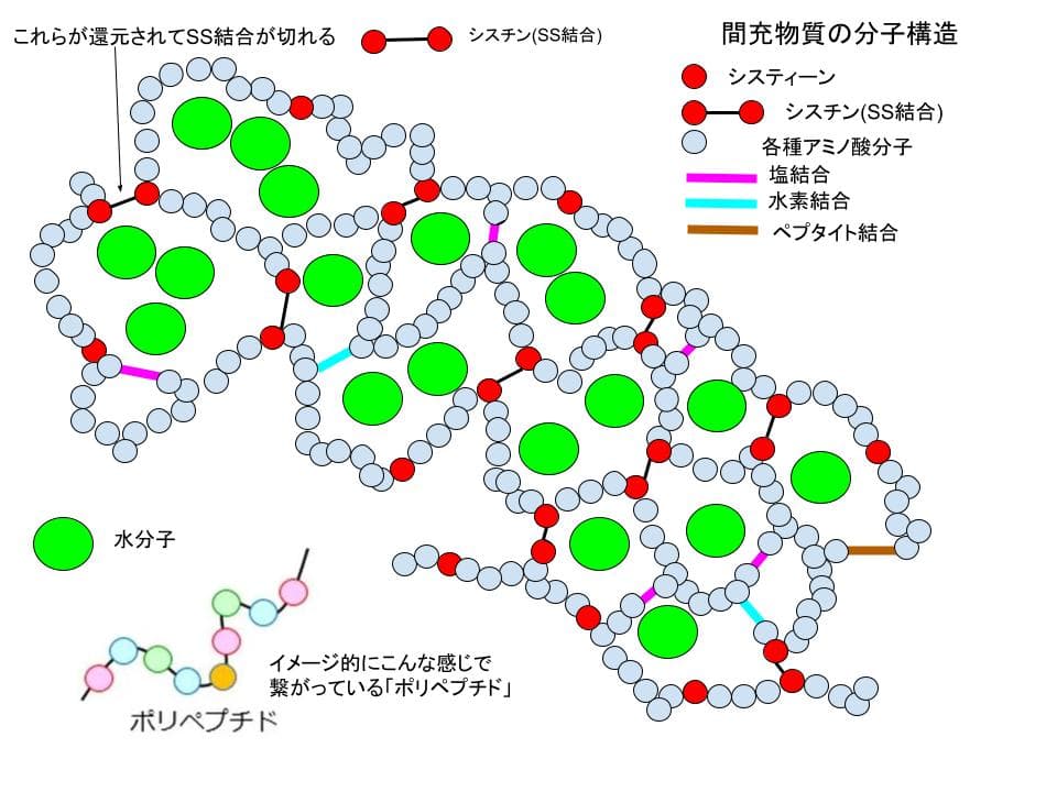 間充物質の分子構造
