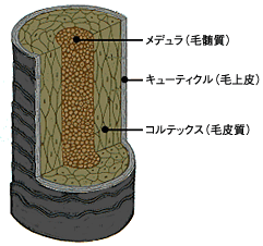 アミノシールド