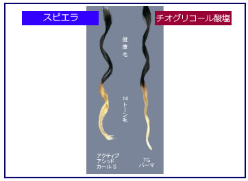 FMCB理論
