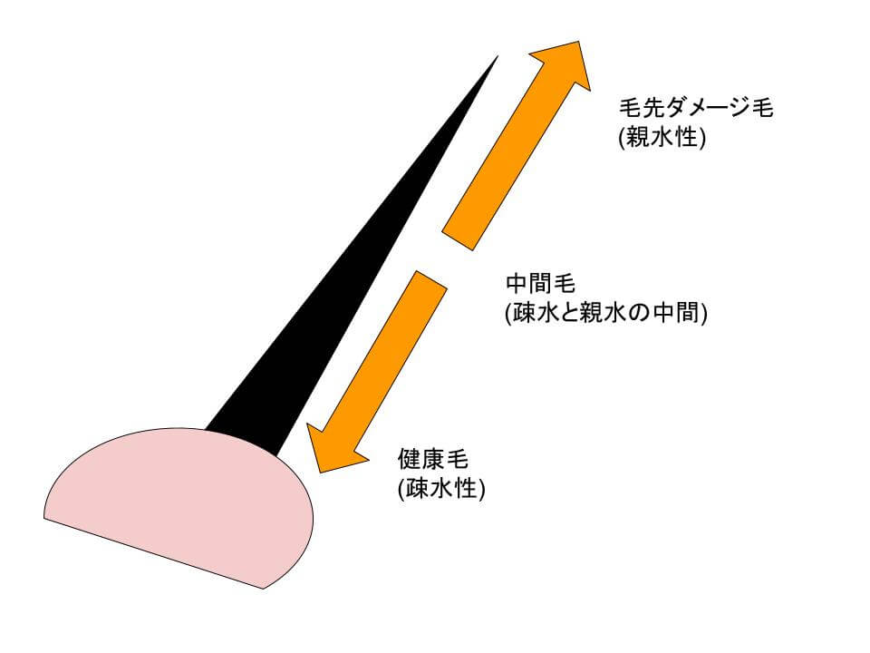 毛髪の状態