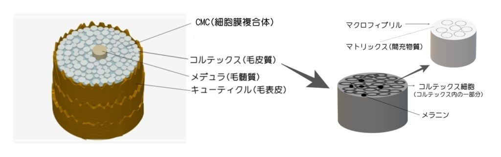 毛髪の構造